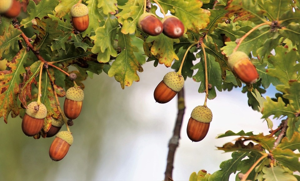 Zomereik Quercus Robur Voedselbos Emmeloord Zomereik Quercus Robur Voedselbos Emmeloord