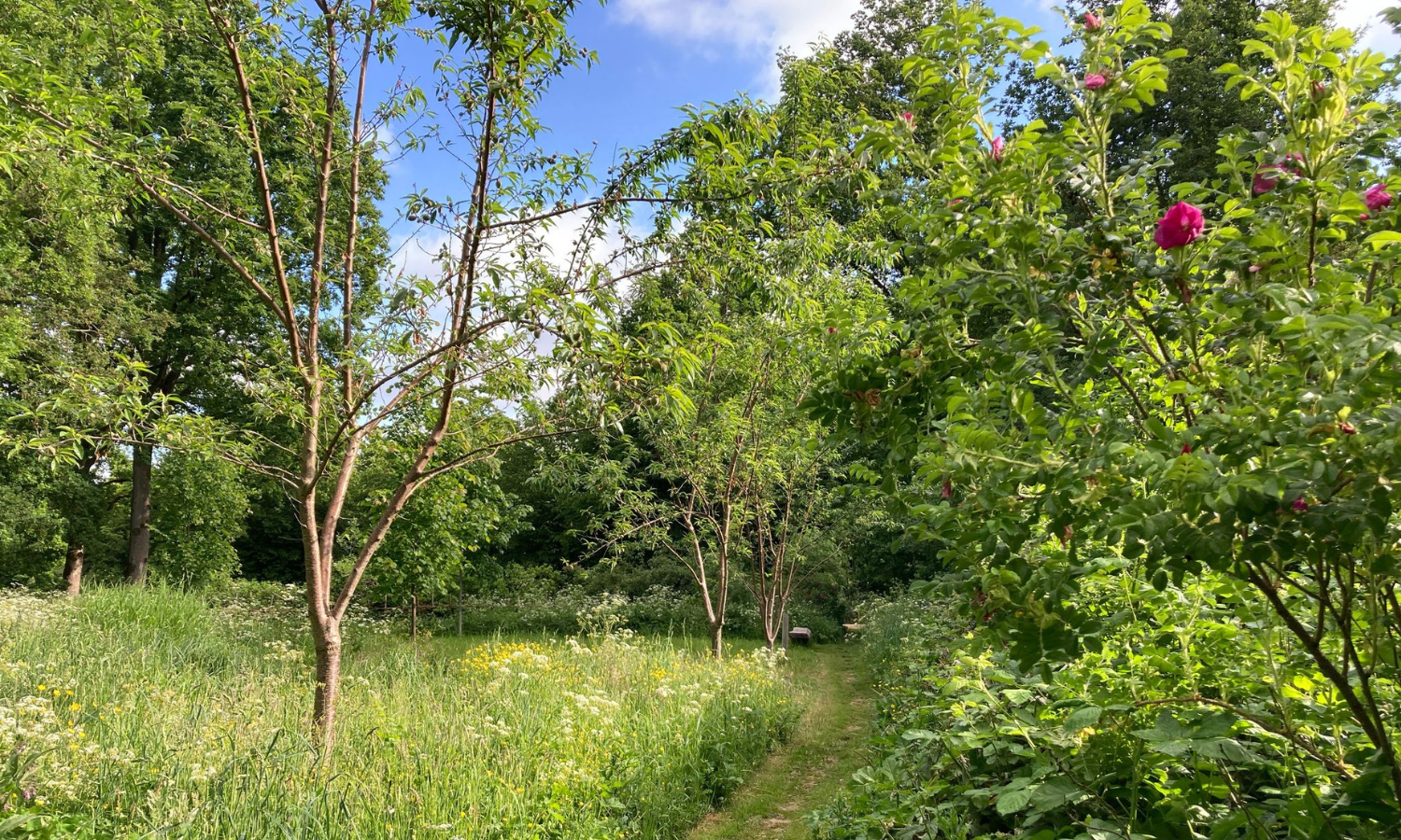 De bomen