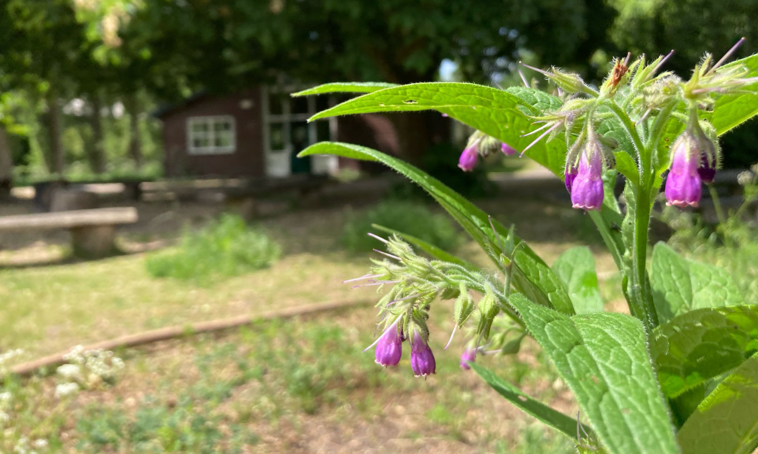 De planten