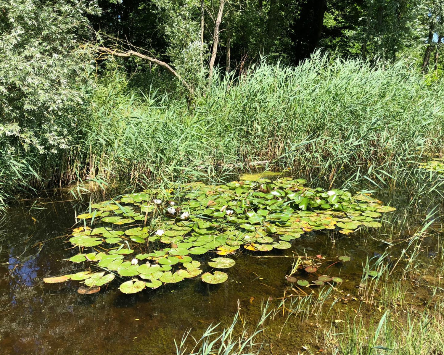 Vijver