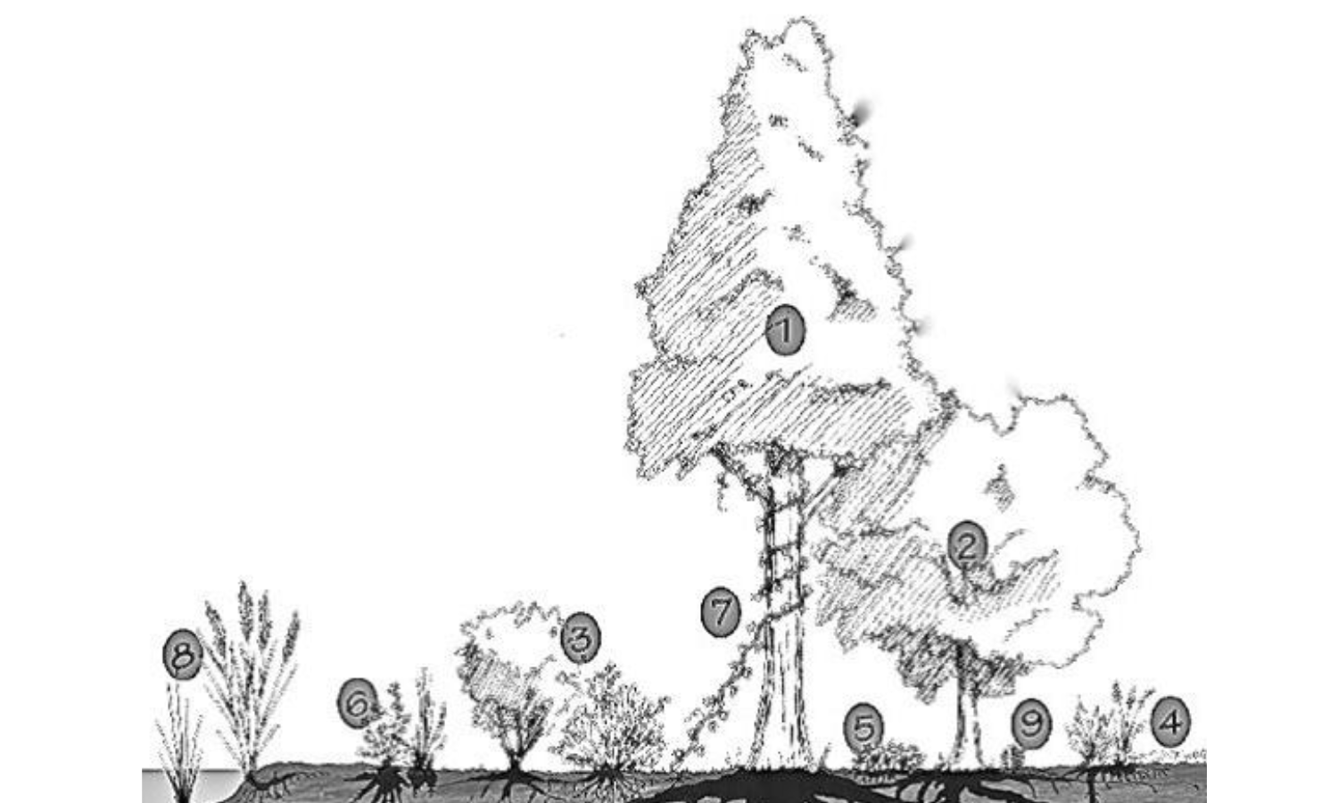 Boslagen