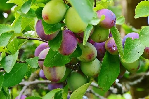 Pruimenboom pruimen