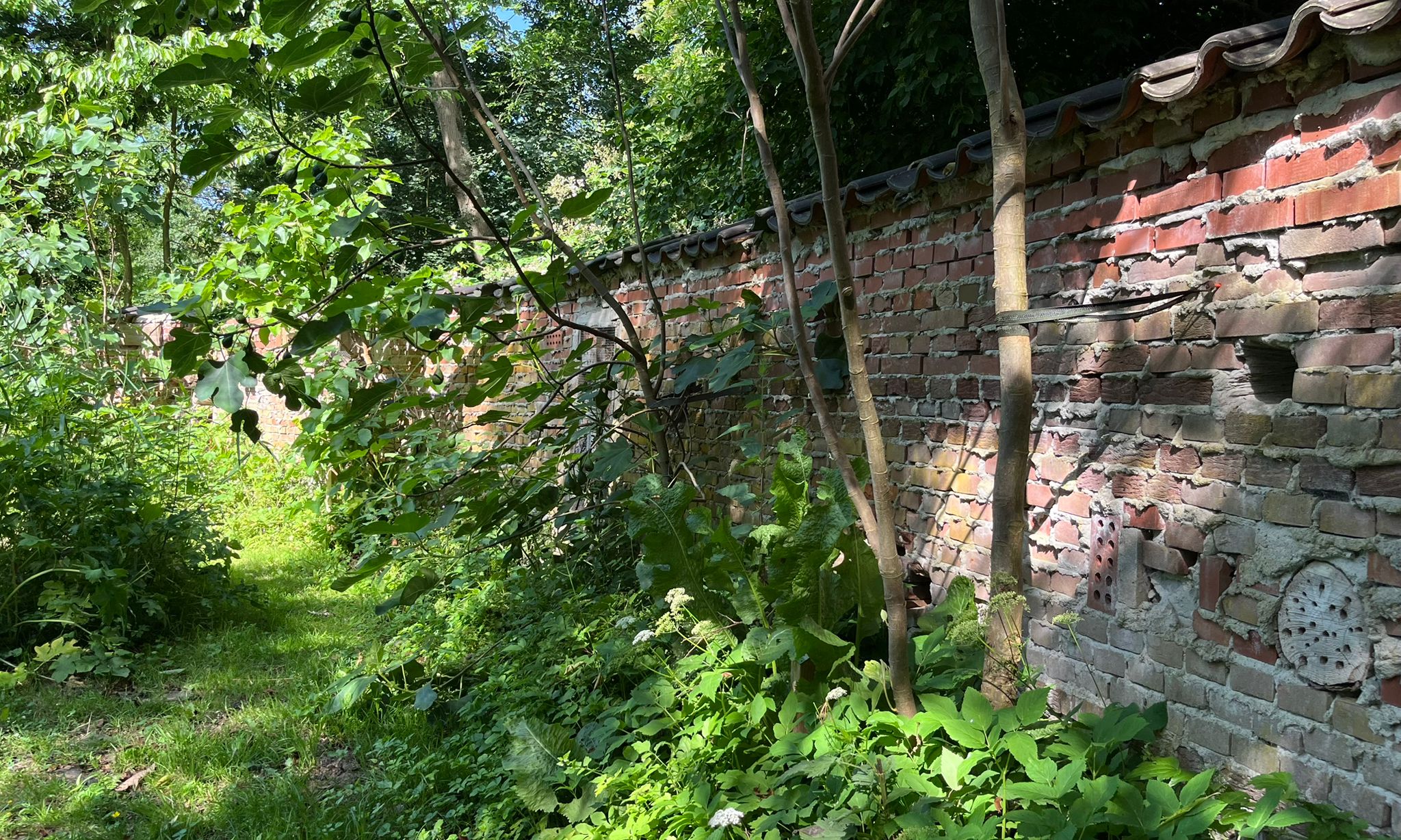 Insectenmuur