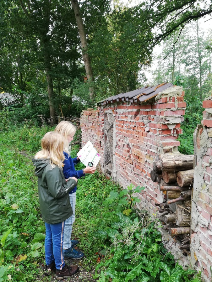 Insectenmuur