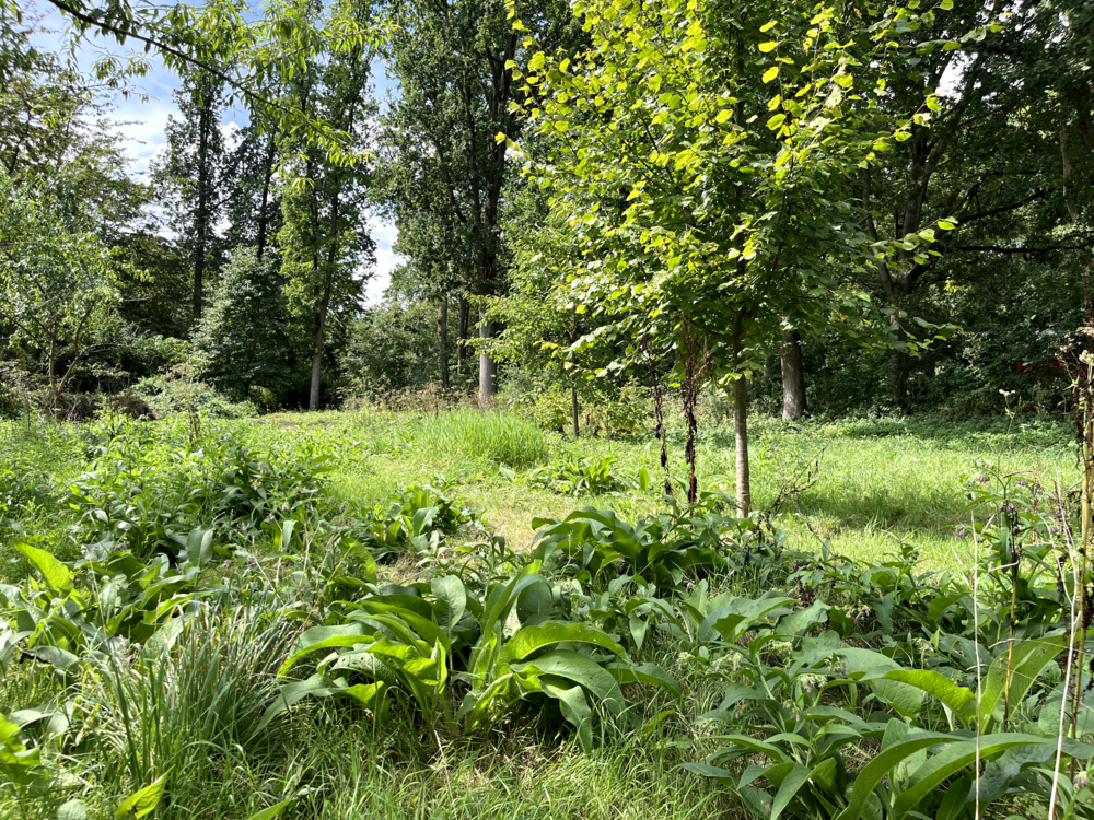 Sinusmaaien beheer grasland