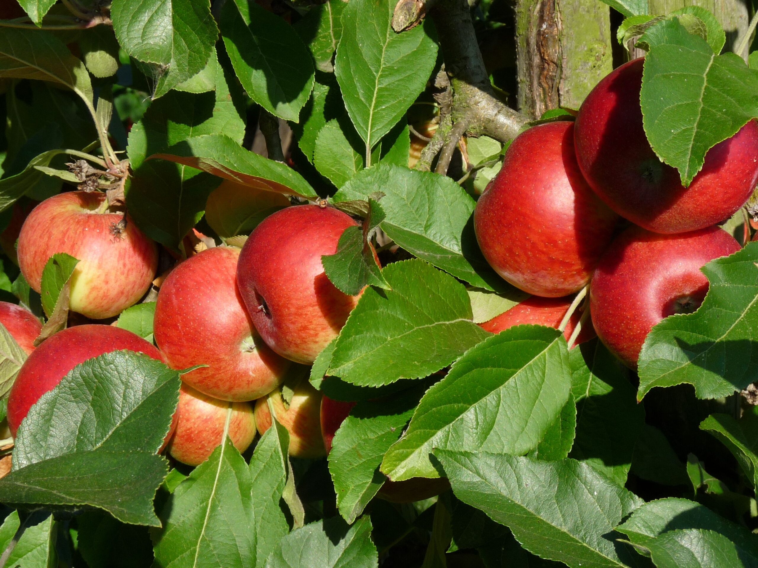 appel
