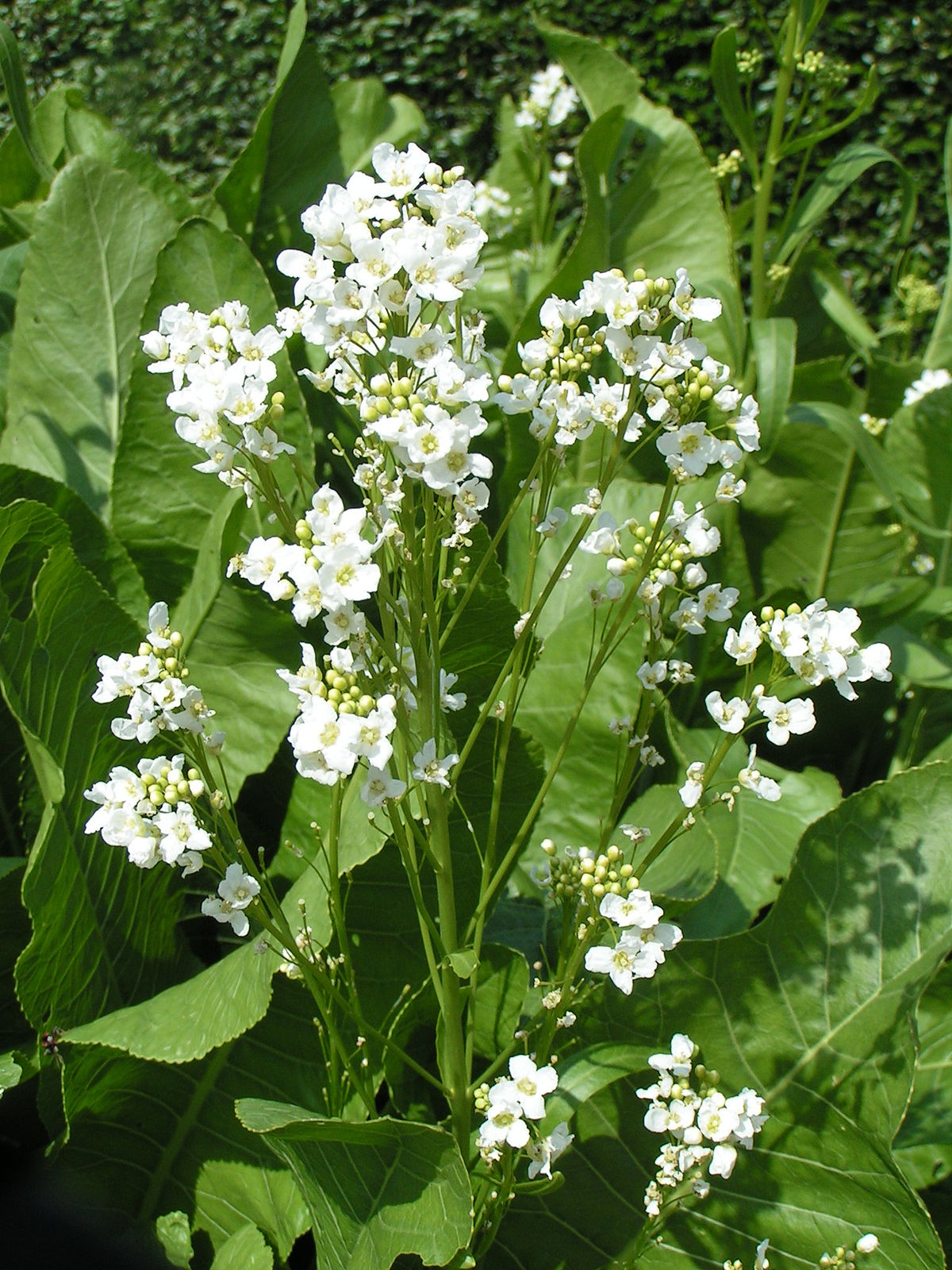 Mierikswortel