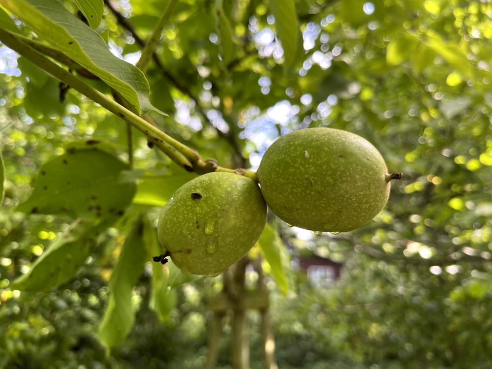 Walnoot